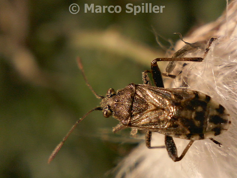 Rhopalidae: Stictopleurus sp.